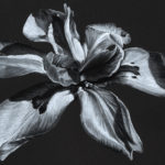 A hand drawn black and white charcoal pencil drawing of a fairy iris flower