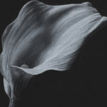 A hand drawn black and white charcoal pencil drawing of a calla lily flower