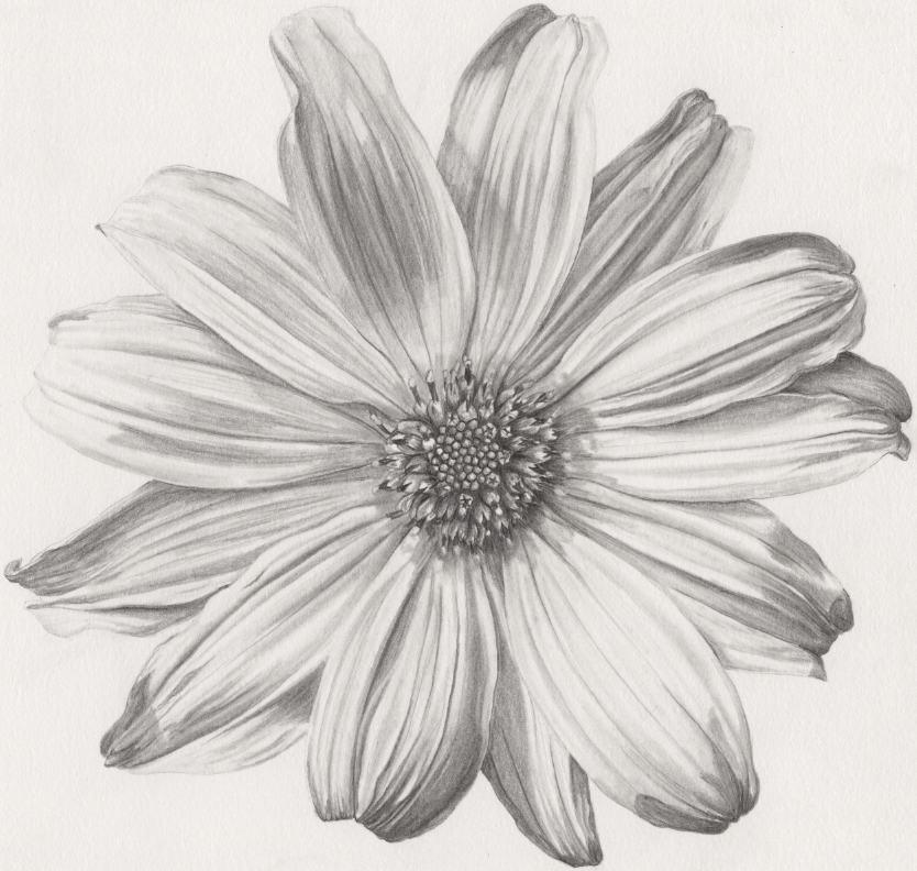 A hand drawn black and white graphite pencil drawing of a circular flower with petals