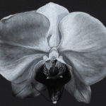 A hand drawn black and white charcoal pencil drawing of an orchid flower