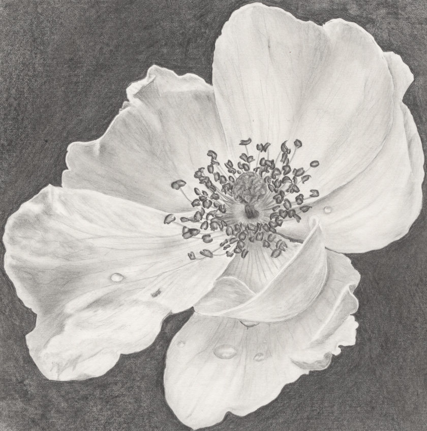 A hand drawn black and white drawing of a blooming flower with water drops using graphite pencil