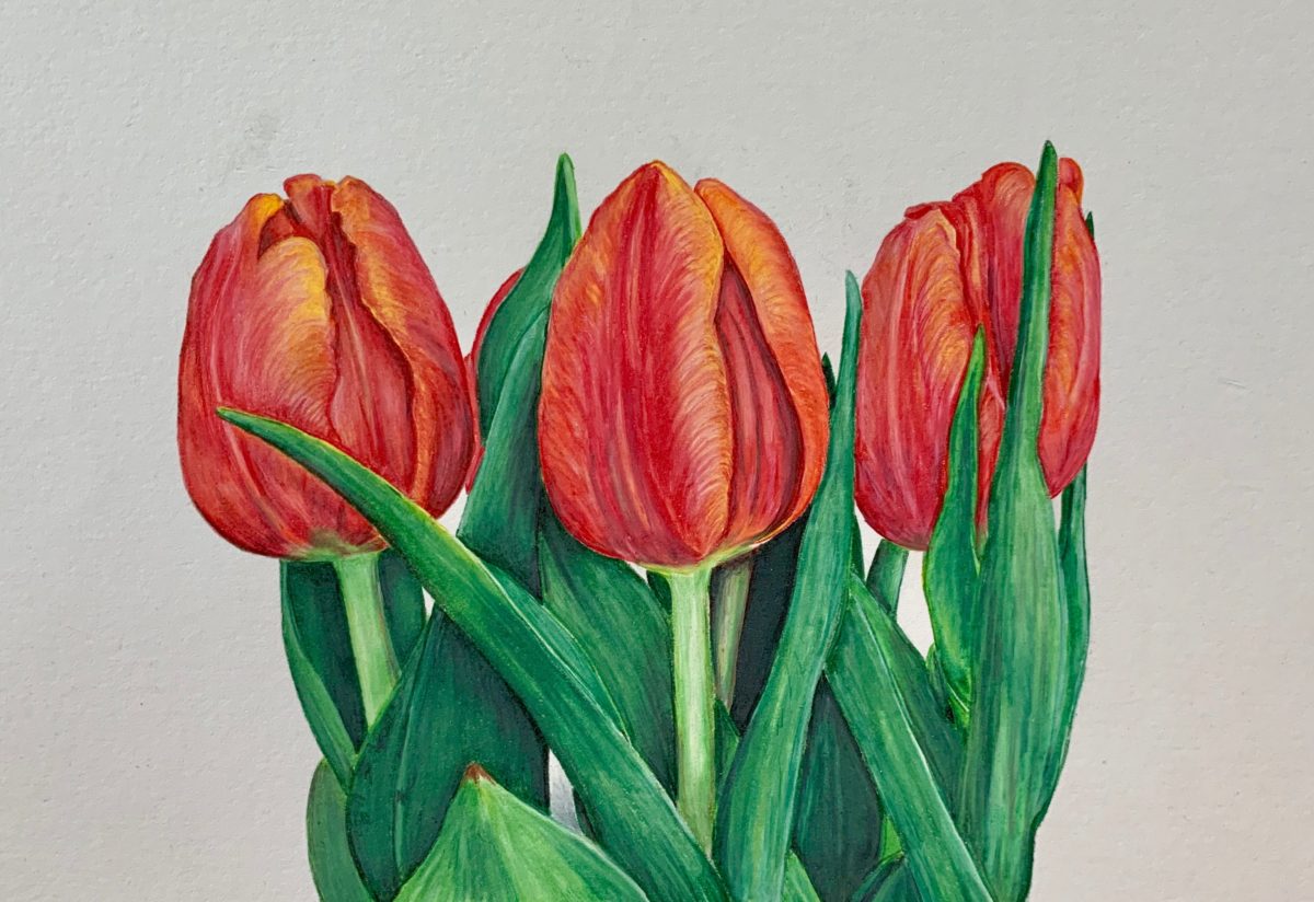 A hand drawn colored pencil color drawing of a three tulip flowers